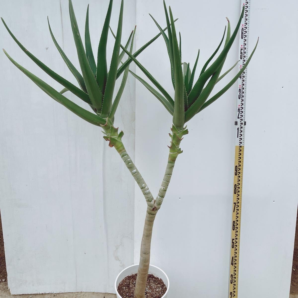 Amazon｜多肉植物 アロエ メデューサ10号 大型大株 品種レア ロック